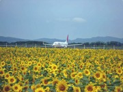 女満別空港周辺でヒマワリの開花続く－大空町がHPで「開花情報」