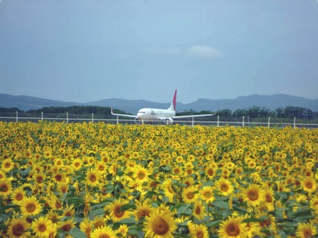女満別空港周辺でヒマワリの開花続く－大空町がHPで「開花情報」