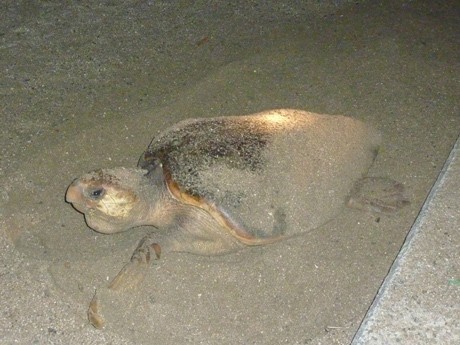 関西国際空港対岸でウミガメの産卵－11年ぶり・3度目の確認