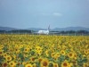 女満別空港周辺でヒマワリの開花続く－大空町がHPで「開花情報」