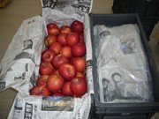 Experiment Underway at Aomori Airport: “Sorayuki Apples” Buried in Snow to Improve Flavor, to be Dug Out in April