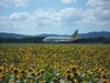 Millions of Sunflowers Bloom Around Memanbetsu Airport - “Blooming Information” at Ozora Town Site