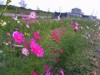 1.5 Mil. Cosmos Flowers Next to Runway - Ariake Saga Airport Cosmos Garden Opens