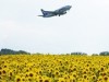 Over 1 Million Sunflowers on 6 Hectares around Memanbetsu Airport Come into Bloom in Stages