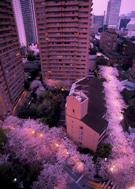 アークヒルズで「桜まつり」－外周通り沿いの桜坂にソメイヨシノ150本