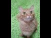 マリーちゃん