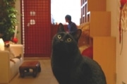 アキバに「本物」の猫カフェ「ねこ・JaLaLa」－7匹程度が「出勤」