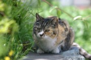 ニコ動の動物動画25作品がDVDに－ハシビロコウも収録