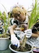 メードらが米を刈り取りー秋葉原菜園で「アキバ米 収穫の儀」