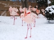 「雪の動物園」多くの来園者でにぎわう－秋田市大森山動物園