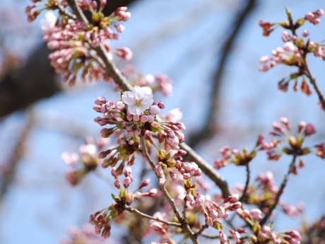 開花宣言前に咲く桜、今年も開花－秋田市寺内の一本松前