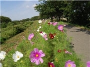 2キロに25万本の「コスモスロード」、例年より早く開花－秋田・草生津川沿い