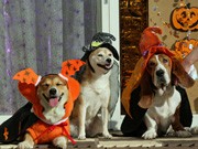 秋田市中心街区で恒例「ハロウィーンパレード」－注目は「犬」チーム