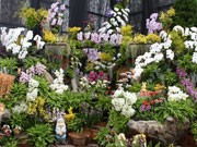 秋田・潟上で「世界の蘭フェア」－花びらが数ミリの「ミクロ蘭」も初展示