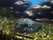 バンコクで「世界の珍しい野生動物展」－都内中心部の水族館で開催