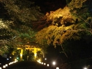 日吉大社で紅葉ライトアップ－3千本の紅葉が幻想的な彩りに