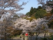 琵琶湖疎水など桜の名所を「お花見ウオーキング」－京阪電車が企画