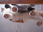 草津駅前に「猫カフェ」オープン－透明キャットウォークで肉球観察も