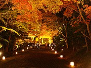 日吉大社で紅葉ライトアップ－3千本の紅葉、色鮮やかに