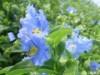 立命館大学で「農業の6次産業化シンポ」－草津市の花「アオバナ」も紹介