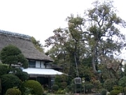 都天然記念物「佐須の禅寺丸古木」、実りの秋迎え一般公開