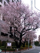 調布に春を告げる「ハリウッドの大寒桜」－例年より早く満開に