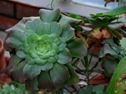 調布の神代植物公園で「サボテンと多肉植物展」－珍種など約300点