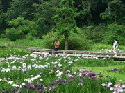神代植物公園・水生植物園でハナショウブが満開に