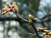 調布市役所の「河津桜」が開花間近－今月下旬にも見ごろに