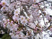 調布の早咲き桜が開花－通称「ハリウッドの大寒桜」