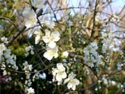 調布・神代植物公園、ハナモモやオオカンザクラが見ごろに