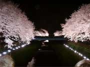 調布で一夜限りの「野川桜ライトアップ」－今夜開催