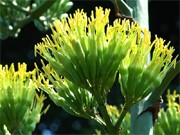 数十年に1度しか咲かない花「リュウゼツラン」、調布の民家で開花