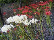 調布の水生植物園で白色と赤色の彼岸花が共演－写真愛好家らに人気