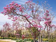 調布の欧風庭園「アンジェ」、10周年で無料開放－桜の開花も期待
