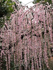 調布に春の訪れ「梅のライトアップ」 樹齢300年のヤブツバキと野草が共存