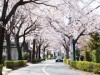 深大寺の桜並木が満開。今週末が見頃