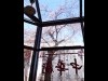 ガラス張りの店内からはこの時期、食事をしながらサクラが楽しめる。特にライトアップされる夜桜は人気