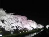 調布・野川のサクラ、2年ぶりのライトアップ