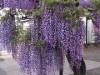 満開の千年乃藤（関連画像）