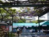 4月30日、調布・国領神社で「千年乃藤まつり」。藤の花の下で、各種コンサートやそばなどの食事、デザートも。