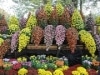 調布の神代植物公園で恒例「菊花大会」－700点が美しさ競う
