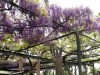 調布・國領神社で「千年乃藤まつり」－チャリティーイベントも