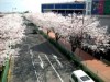 調布市内各所でサクラが見頃-花見は今週末がピーク