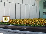 銀座に「ヒマワリ畑」出現－ソニービル一角に4,000本植栽