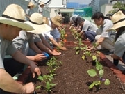 松屋銀座が屋上の一部を緑化－菜園に初の苗植えも