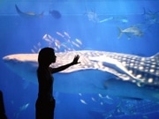 「沖縄美ら海水族館」を高精細ハイビジョン映像で再現－40回記念で