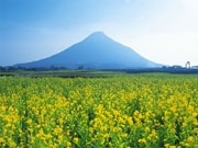 銀座のど真ん中に4,000本の「菜の花畑」－鹿児島・指宿をPR