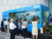 銀座に夏の風物詩「沖縄美ら海水族館」－巨大水槽に700匹の魚