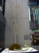 銀座ミキモト本店前に「京都の桜」がお目見え－4月中旬開花へ